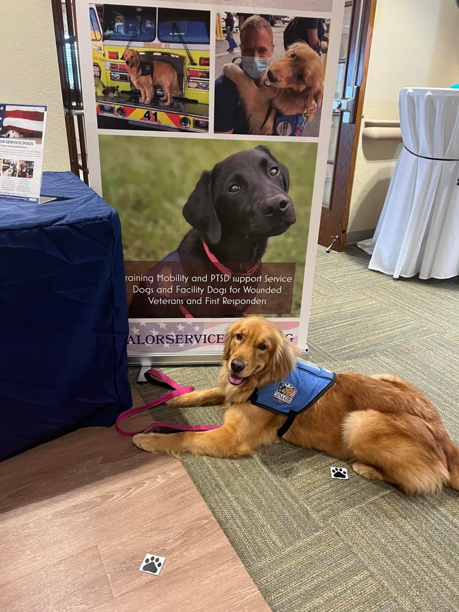 Valor service dog lays down next to promotional banner at a fundraising event