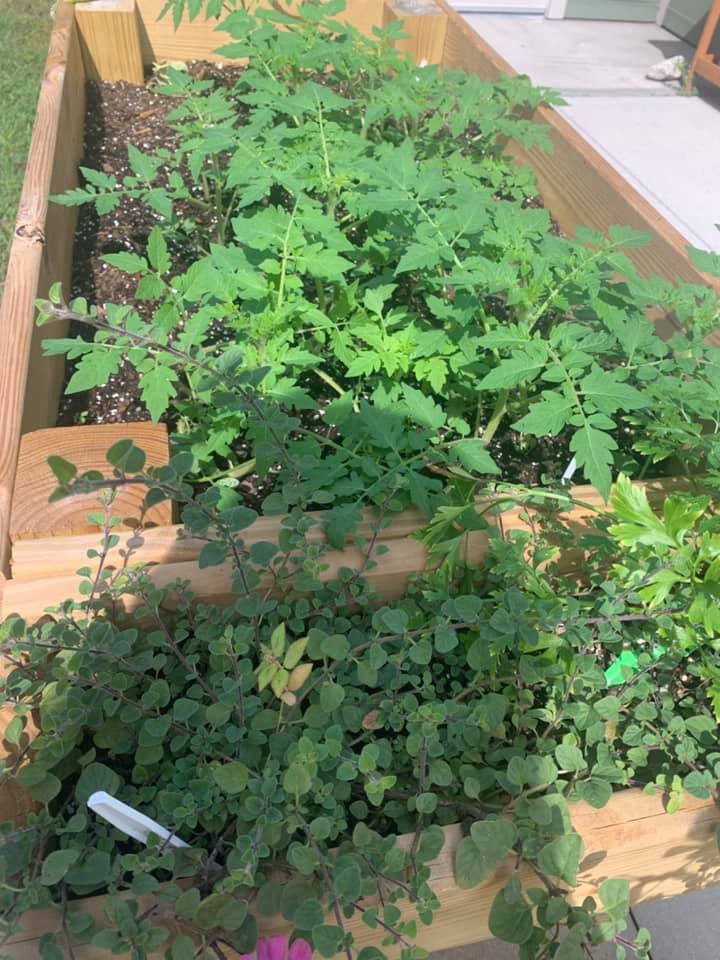 tomatoes and other plants in garden boxes