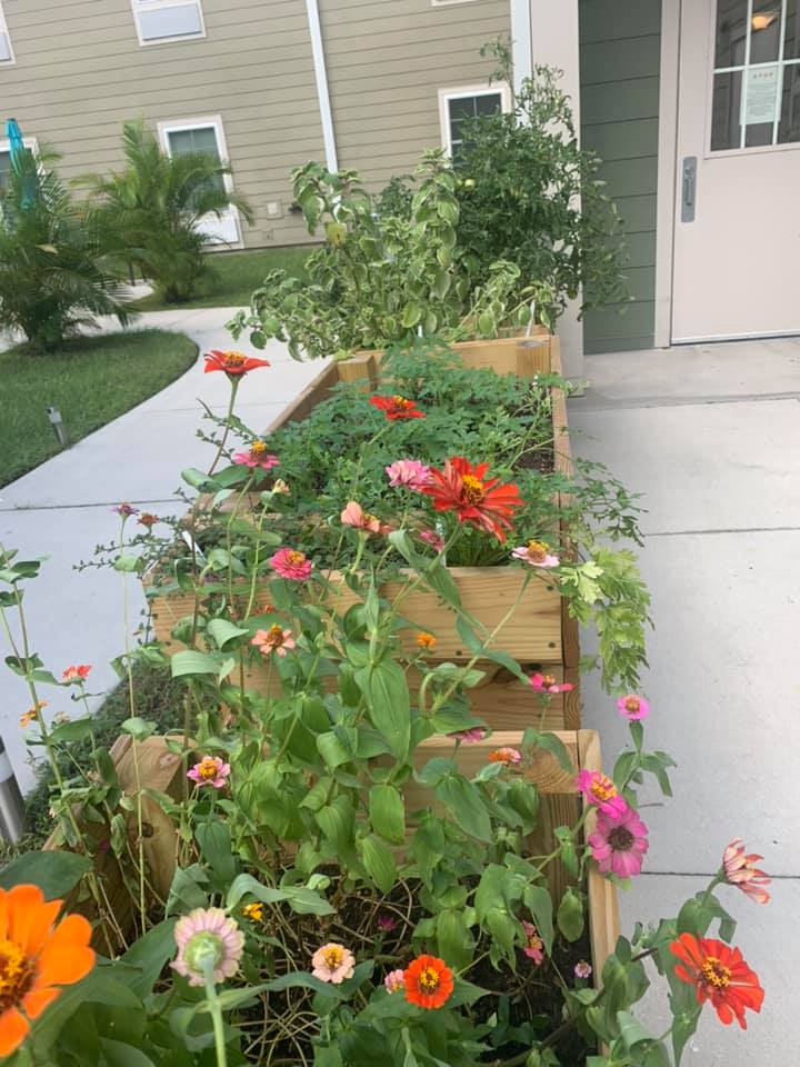 blooming garden in planter boxes