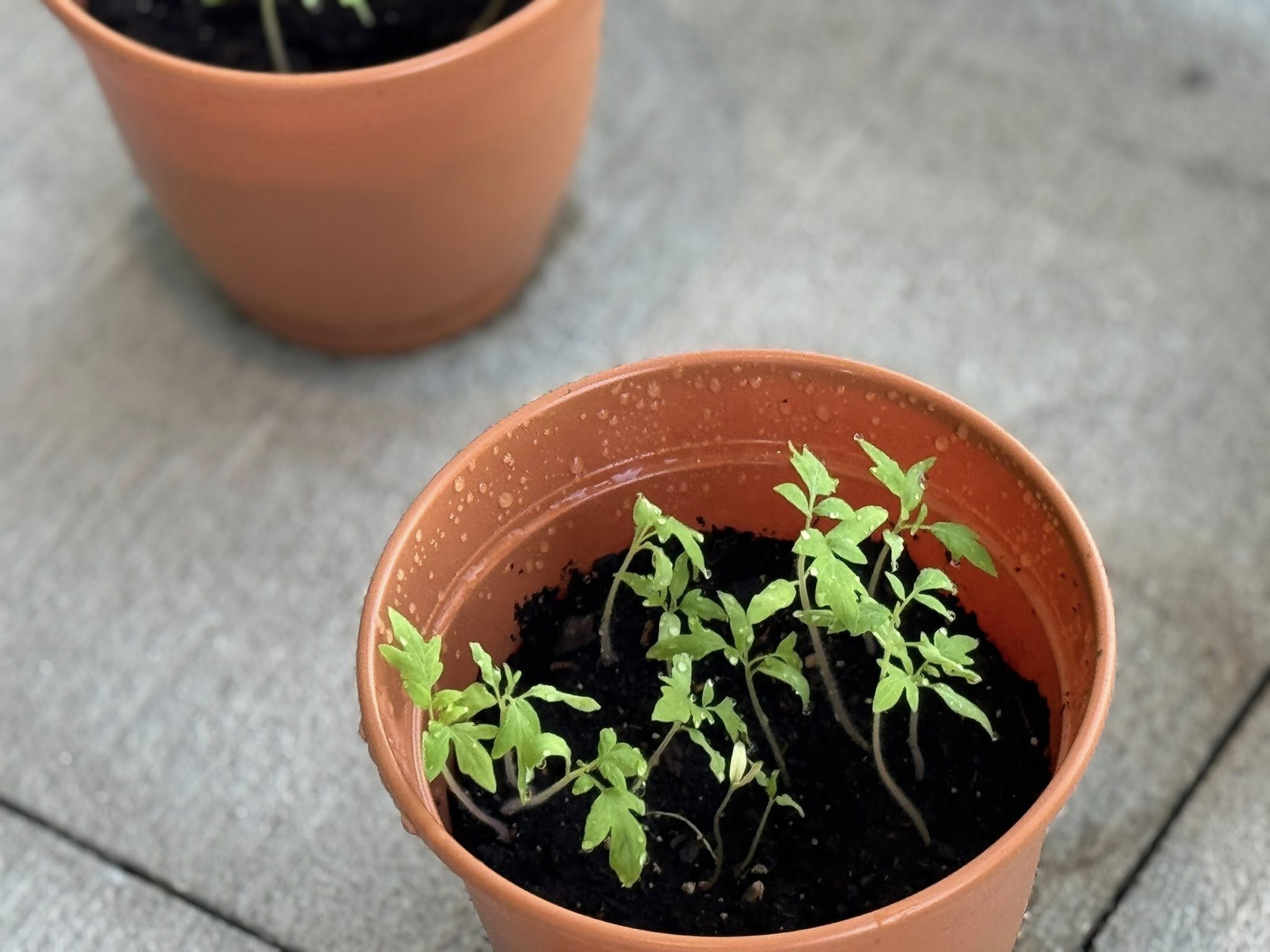 seedlings in pots
