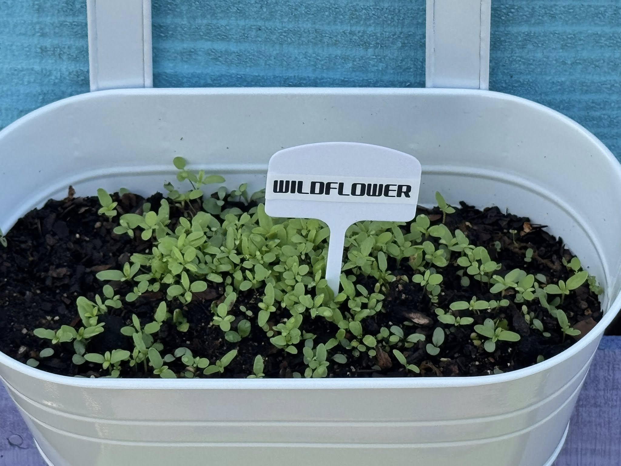 wildflower seedlings in pot